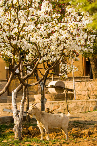 Tuổi Mùi giữ kết nối thường xuyên với bạn bè, sẽ giúp đỡ bạn nhiều trong các mối quan hệ làm ăn. Nhờ vậy, con giáp hôm nay ký hợp đồng suôn sẻ, có thêm một khoản rủng rỉnh.