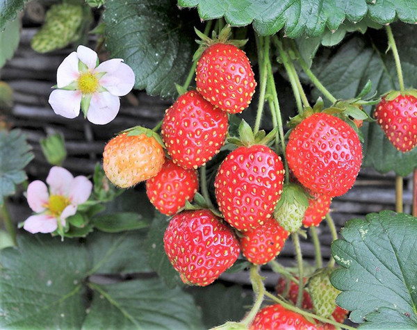 Ngoài ra, dâu tây cũng được sử dụng để cải thiện khả năng miễn dịch và trao đổi chất ở người. Với những người tiểu đường, thường xuyên có cảm giác đói bụng thì dâu tây được coi là bữa ăn phụ lý tưởng, giúp tăng cường năng lượng.