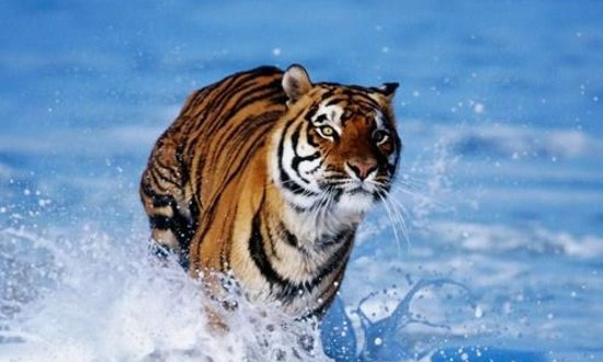 Tháng 6, trong khi nhiều ngành nghề khó khăn, con giáp vẫn bừng bừng ý chí chiến đấu, liên tục giành được các hợp đồng quan trọng từ tay đối thủ. Vì vậy tiền vẫn kiếm về đều đều.