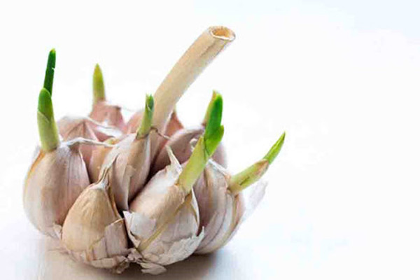 Dù mọc mầm song tỏi vẫn giữ được lượng vitamin C dồi dào giống như tỏi khô. Ngoài giữ được nguyên các chất allinase, alliin có lợi, tỏi mọc mầm cũng chứa rất nhiều đạm. So với đạm động vật, đạm ở tỏi dễ hấp thu hơn.