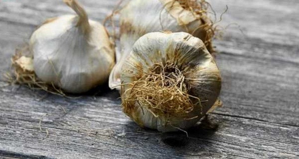 Vậy nhưng, tỏi mọc mầm có vỏ ngoài thâm đen lại không nên mua. Nguyên nhân bởi những củ tỏi này có thể được bảo quản sai cách, khiến nấm mốc phát triển tạo nên vẻ ngoài bị đen.