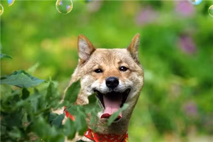 Tuổi Tuất hay ì trệ, nhưng một khi công việc ập đến nhiều, con giáp lập tức biết sắp xếp để hoàn thành mọi việc nhanh chóng. Nhờ chăm chỉ, thu nhập của con giáp hôm nay sẽ chật căng ví.