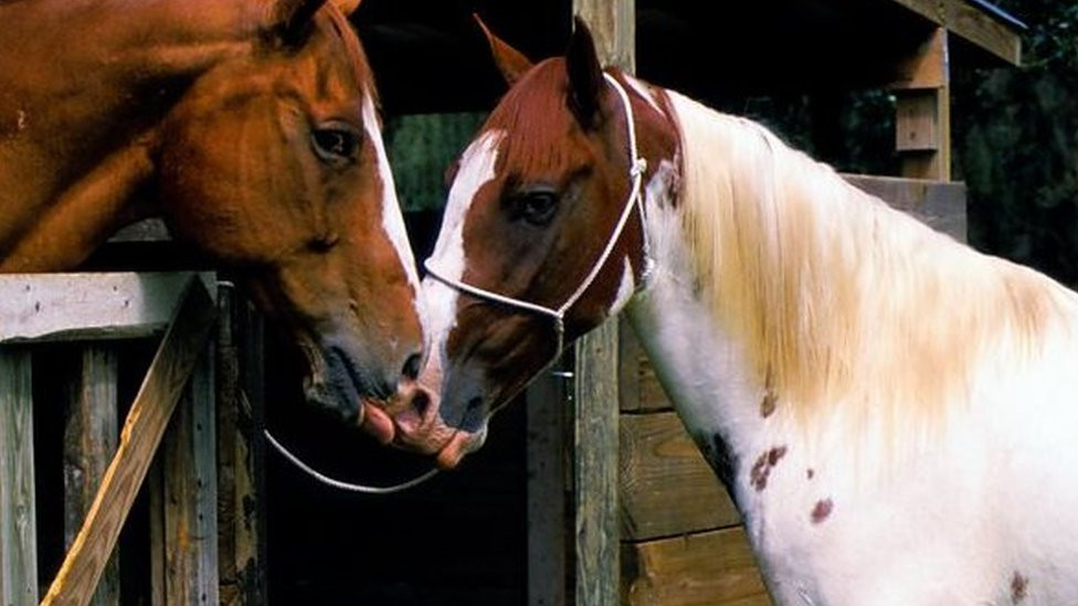 Tuổi Ngọ mất động lực làm việc, thiếu chăm chỉ và cũng xem thường cố gắng của người khác. Tâm lý ảnh hưởng đến việc kinh doanh khiến tài chính của con giáp càng thêm sa sút. Tuổi Ngọ cần lập tức tìm cách lấy lại tinh thần nếu không muốn mọi việc tệ hơn.