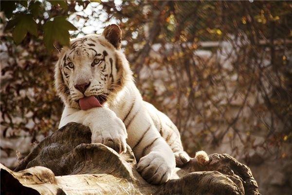 Tuổi Dần có sao nói vậy, được cấp trên đánh giá thật thà. Tuy nhiên hôm nay con giáp nên tránh xa những người có năng lượng tiêu cực. Đầu tư khôn ngoan, con giáp sẽ có lợi nhuận rủng rỉnh.