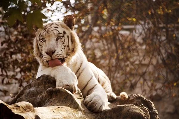 Tuổi Dần có sao nói vậy, được cấp trên đánh giá thật thà. Tuy nhiên hôm nay con giáp nên tránh xa những người có năng lượng tiêu cực. Đầu tư khôn ngoan, con giáp sẽ có lợi nhuận rủng rỉnh.