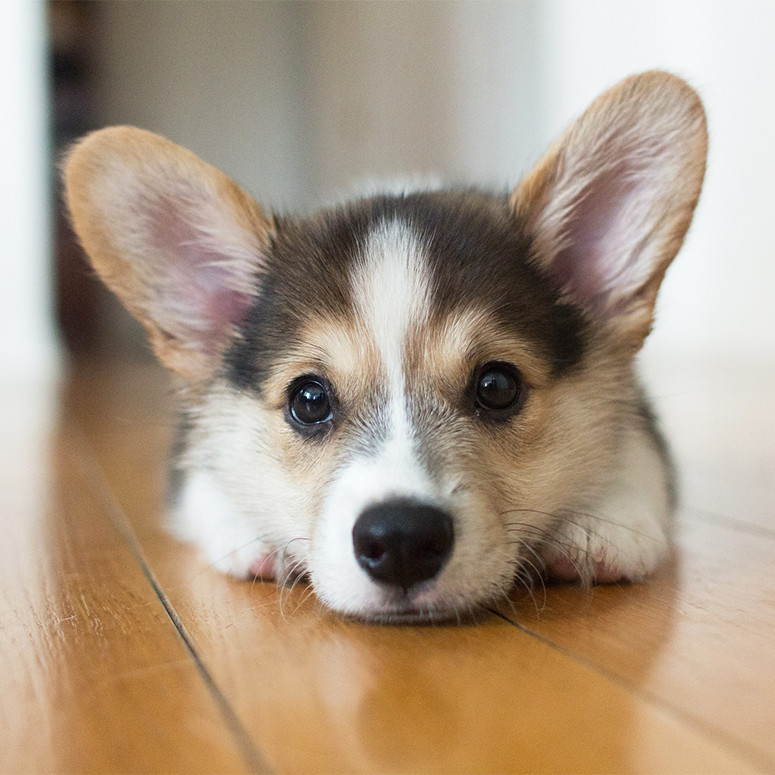 Tuổi Tuất ít nói, chăm chỉ làm việc lại bị hiểu nhầm là lạnh lùng, ảnh hưởng mối quan hệ hợp tác. Vì vậy hôm nay con giáp hãy tỏ ra nhiệt tình hơn. Nghĩ ra phương pháp mới trong kinh doanh, con giáp thu được khoản lợi nhuận đáng kinh ngạc.