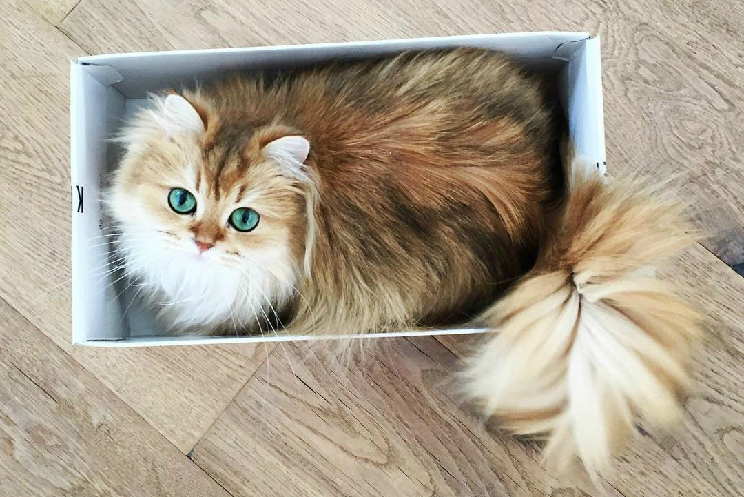 Tuổi Mão tuần này khá may mắn. Nửa đầu tuần công việc của con giáp có thử thách không hề nhỏ, nhưng cuối tuần tài lộc sẽ khởi sắc, giúp phá bỏ điểm vướng mắc trong sự nghiệp. Tuổi Mão không nên bốc đồng trong các hoạt động đầu tư dẫn đến thất thoát vốn liếng. Đào hoa phơi phới, chuyện tình cảm dễ nhanh rực lửa cũng chóng tàn lụi, con giáp cần tỉnh táo.