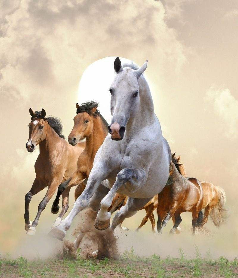 Tuổi Ngọ cần nghiêm khắc với bản thân, nghiêm túc trong công việc, không để kẻ gian lợi dụng sơ hở. Hãy cố gắng tự động viên bản thân, duy trì động lực. Tài vận giảm sút, con giáp cần lên kế hoạch tài chính để giảm bớt chi tiêu không cần thiết. Chuyện tình cảm đang khó thành, tuổi Ngọ đừng quá hao tâm tổn trí.