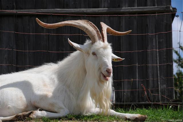 Tuổi Mùi cần giữ cái đầu lạnh, đừng quá tham lam được mất mà đi đường tắt, hãy giải quyết vấn đề một cách tử tế. Tâm lý nóng vội có thể khiến con giáp mất thêm tiền. Chuyện tình cảm đang tẻ nhạt, hãy cải thiện bản thân.