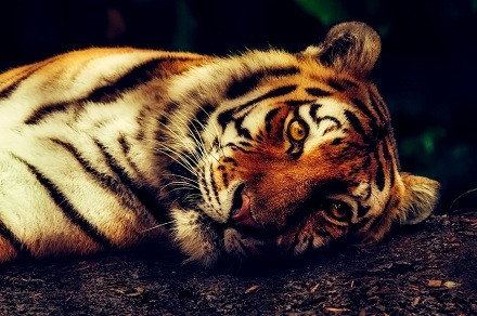 Tuổi Dần tạm biệt những ngày tài lộc không thuận lợi cuối tháng 5, vận trình kinh doanh sẽ khởi sắc. Vận may tuổi Dần đặc biệt vào giữa tháng 6, tài vận ngày càng suôn sẻ do ngũ hành hỏa, tạo cục diện hỏa sinh thổ, vượng tài lộc.