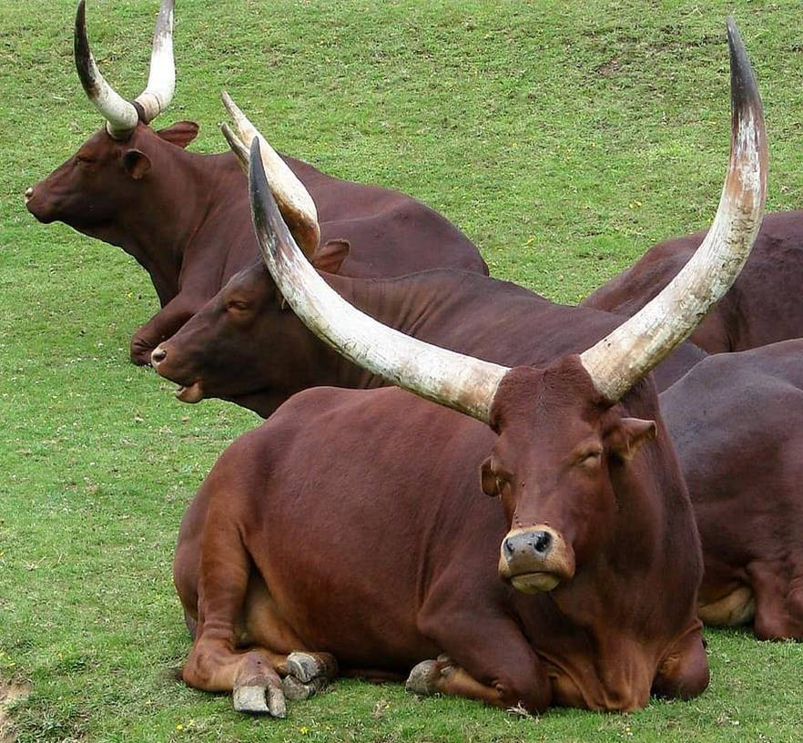 Những người tuổi Sửu ổn định, thật thà, đáng tin cậy. Con giáp cởi mở, vui vẻ, có mối quan hệ rất chân thành với người khác và có nhiều kỳ vọng vào cuộc sống của chính họ.