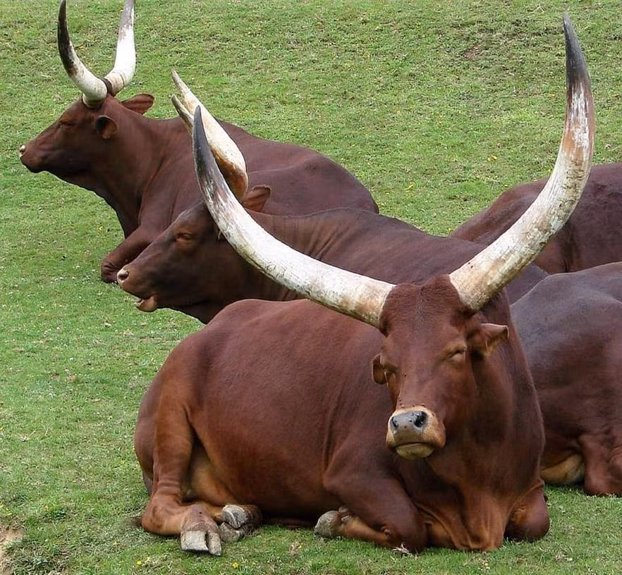 Những người tuổi Sửu ổn định, thật thà, đáng tin cậy. Con giáp cởi mở, vui vẻ, có mối quan hệ rất chân thành với người khác và có nhiều kỳ vọng vào cuộc sống của chính họ.