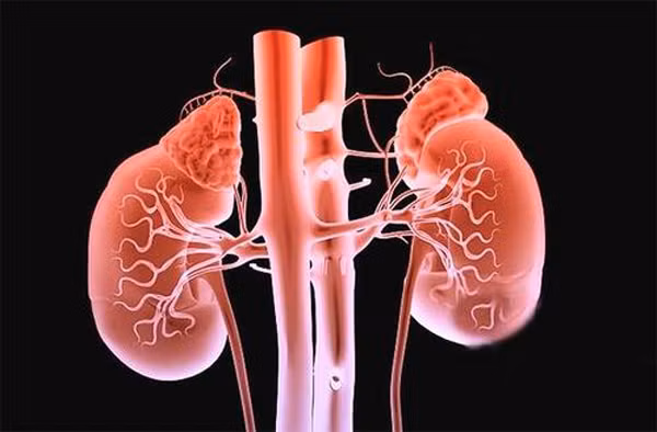 Thận có chức năng quan trọng trong cơ thể, như: giữ cân bằng dịch trong cơ thể; giữ cân bằng khoáng chất để duy trì hoạt động bình thường của các cơ quan; loại bỏ các sản phẩm chuyển hóa của cơ thể (protein: ure, creatinine...); giải phóng các hormon cần thiết vào máu: EPO, Renin, hoạt hóa vitamin D...