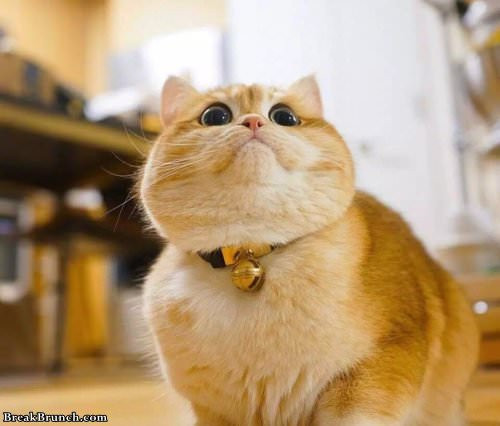 Tuổi Mão hơi đa cảm, thiếu tự tin, luôn cảm thấy mình là người không an toàn. Con giáp rụt rè và mềm yếu, lúc nào cũng sợ phiền nhiễu cho người khác, vì vậy khó quyết sự lớn, không thể hiện được năng lực. Nếu có thể vượt qua điều này, con giáp sẽ là một người mạnh mẽ, đạt thành tựu sự nghiệp lớn.