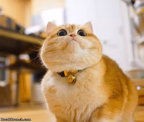 Tuổi Mão hơi đa cảm, thiếu tự tin, luôn cảm thấy mình là người không an toàn. Con giáp rụt rè và mềm yếu, lúc nào cũng sợ phiền nhiễu cho người khác, vì vậy khó quyết sự lớn, không thể hiện được năng lực. Nếu có thể vượt qua điều này, con giáp sẽ là một người mạnh mẽ, đạt thành tựu sự nghiệp lớn.