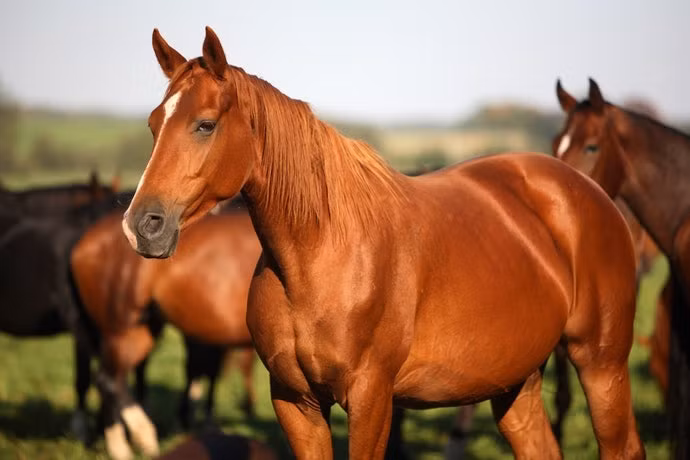 Tuổi Ngọ tính không thích an phận một chỗ, ưa mạo hiểm. Con giáp dễ thích cái mới và cũng dễ từ bỏ. Chỉ có kiên trì, bền bỉ để đi theo một con đường nhất định con giáp mới có thể đạt đến thành công. Hãy tìm công việc giúp con giáp luôn được thay đổi, khám phá.