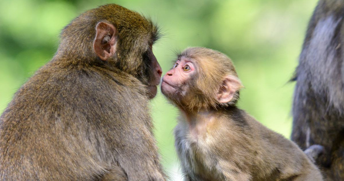 Tuổi Thân tinh ranh và hoạt bát, năng động nhưng lười biếng, bóng bẩy, dễ lung lay tình cảm. Con giáp thông minh, đôi khi thành tự cao, đánh giá thấp người khác. Kết quả cách làm của tuổi Thân thường là vì lợi nhỏ mà đánh mất cả núi tiền to.
