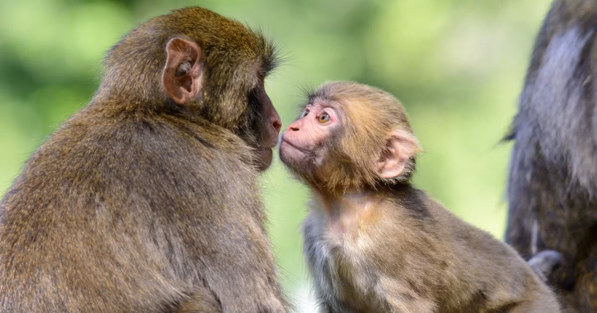 Tuổi Thân tinh ranh và hoạt bát, năng động nhưng lười biếng, bóng bẩy, dễ lung lay tình cảm. Con giáp thông minh, đôi khi thành tự cao, đánh giá thấp người khác. Kết quả cách làm của tuổi Thân thường là vì lợi nhỏ mà đánh mất cả núi tiền to.