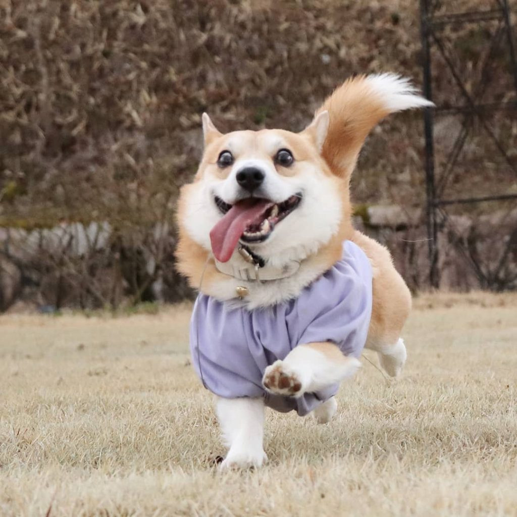 Tuổi Tuất hiếu thắng, hay bồn chồn, thiếu kiên nhẫn. Điểm yếu lớn nhất là tính bốc đồng liều lĩnh, đôi khi quá khích, ảnh hưởng đến các mối quan hệ công việc. Con giáp nhiều lần vì bồng bột mà gây hậu quả cho chính mình và bản thân, cần tìm cách kiểm soát tốt hơn.