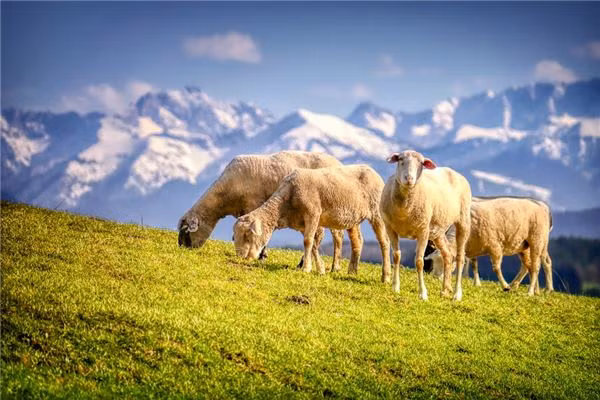 Tuổi Mùi hôm nay dễ làm mất lòng lãnh đạo, hãy cố gắng tránh để hiểu lầm. Việc làm ăn đang bị lép vế so với các đối thủ khác, con giáp cần xem xét, làm mới hình thức kinh doanh.