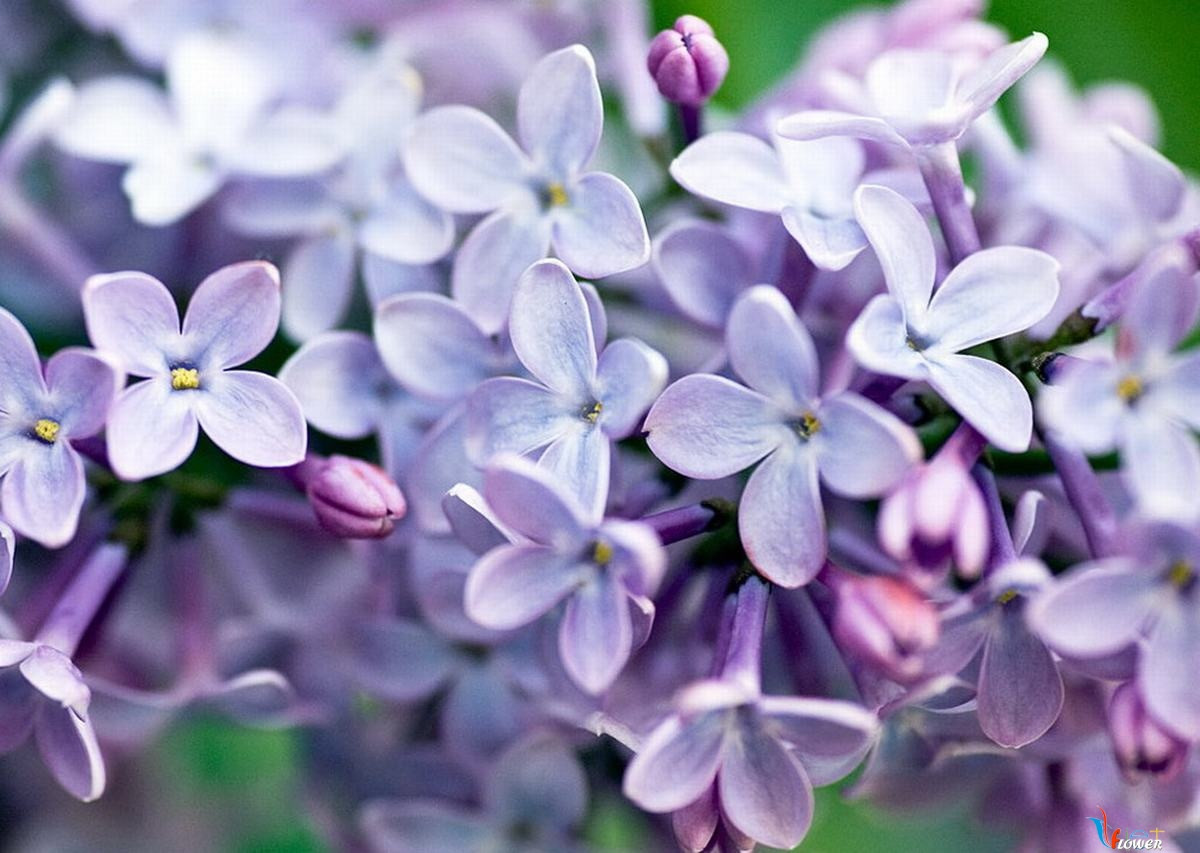 Tử đinh hương được đem vào châu Âu từ thế kỉ XVI và ngay sau đó đem đến Bắc Mỹ bởi những người hành hương.