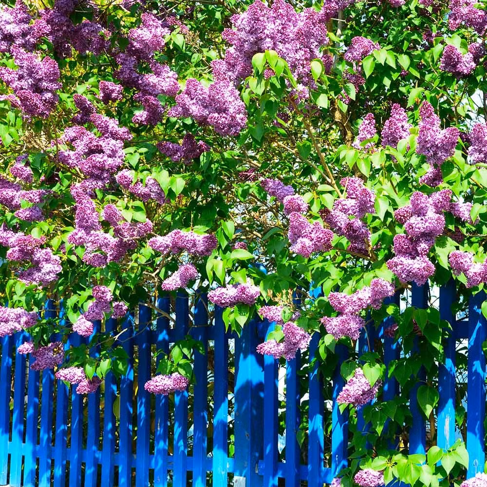 Tử đinh hương là loài hoa cần nhiều ánh sáng, nếu thiếu sáng cây sẽ phát triển chậm.