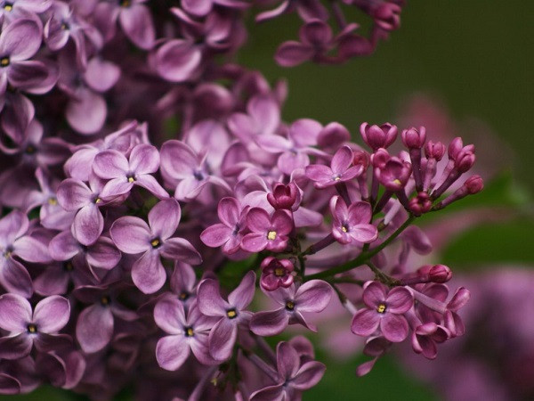 Tử đinh hương có thể trồng bằng cách giâm cành, chiết hay trồng trực tiếp bầu cây xuống đất. Mỗi ngày tưới 1 lần cho cây, nếu thời tiết mát mẻ có thể 2 – 3 ngày tưới một lần.