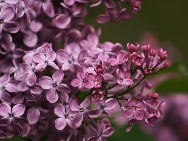 Tử đinh hương có thể trồng bằng cách giâm cành, chiết hay trồng trực tiếp bầu cây xuống đất. Mỗi ngày tưới 1 lần cho cây, nếu thời tiết mát mẻ có thể 2 – 3 ngày tưới một lần.