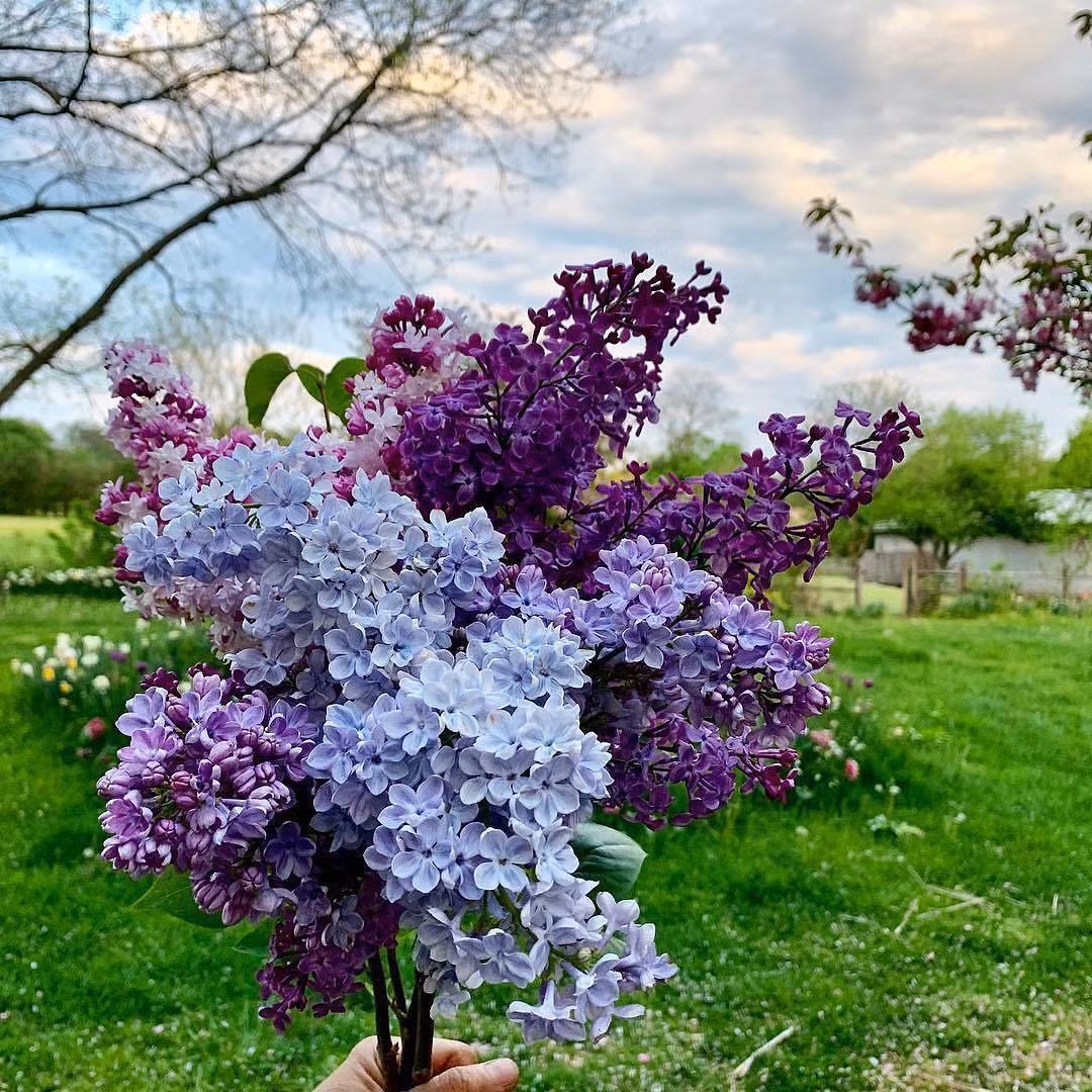  Tử đinh hương có tên tiếng Anh là Lilac, tên khoa học của nó là Syringa Vulgaris, là thực vật cây bụi thuộc họ Ô liu (Oleaceae).