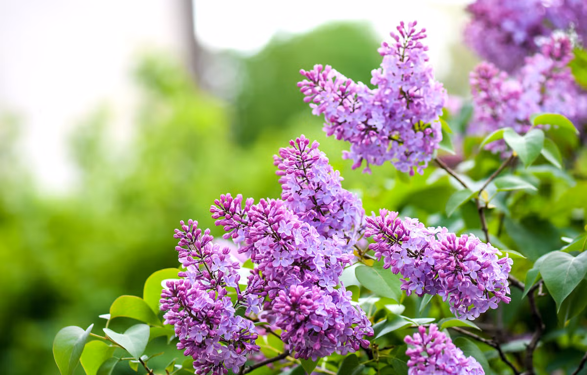 Hoa tử đinh hương có từ màu tím hoa cà đến màu tím đậm, màu hồng, màu trắng, màu xanh... Khi nở, từng chùm chen nhau đủ màu sắc ken dày rực rỡ như một bức tranh.