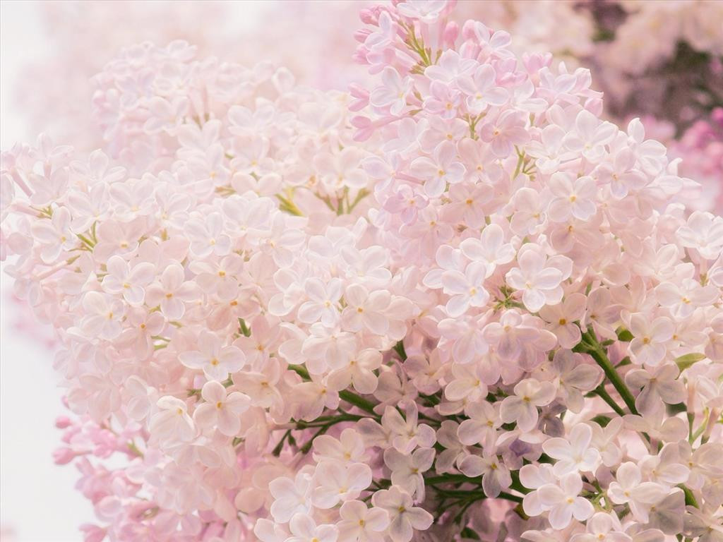 Tử đinh hương màu hồng tượng trưng cho tình yêu mới chớm nở. Nếu tình cảm đang ở thời điểm làm quen, thì tử đinh hương hồng thực sự là món quà phù hợp.