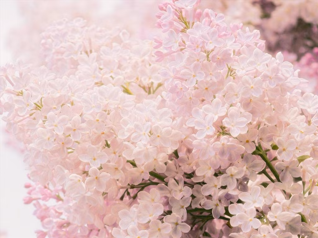 Tử đinh hương màu hồng tượng trưng cho tình yêu mới chớm nở. Nếu tình cảm đang ở thời điểm làm quen, thì tử đinh hương hồng thực sự là món quà phù hợp.