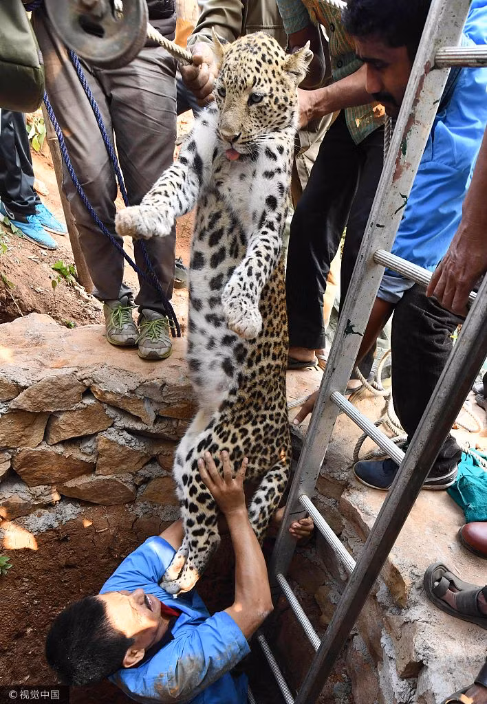 Khi thấy con báo đã không còn di chuyển được, đội cứu hộ dùng thang và dây thừng để kéo con báo lên.