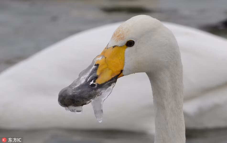 Thiên nga tội nghiệp bị đóng băng cả chiếc mỏ khi đang kiếm ăn trên một hồ nước thuộc Tân Cương, Trung Quốc. Nếu không được cứu giúp, rất có thể nó sẽ chết vì đói bụng.
