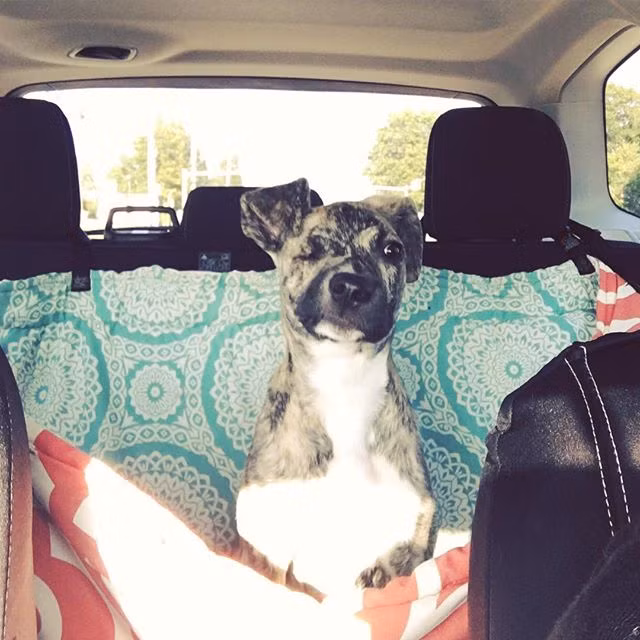 Hai tháng sau, các bác sĩ thú y quá tội nghiệp Squish nên quyết định trợ tử cho chú chó. Nữ bác sĩ Eileen Heldmann quyết cứu lấy Squish và đưa chú chó đến một bệnh viện thú y lớn.