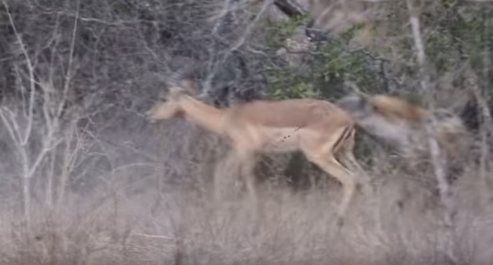 Chỉ chờ có thế, linh cẩu là loài động vật cơ hội, lao ra và cướp lấy con linh dương của báo hoa mai. Nó cắn thật chặt vào phía sau của linh dương và khiến con mồi hết đường trốn chạy.