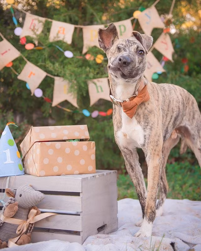 Nhờ khát vọng sống mãnh liệt và may mắn gặp được những con người tốt bụng, nhân từ, chú chó thoát khỏi tay của tử thần.