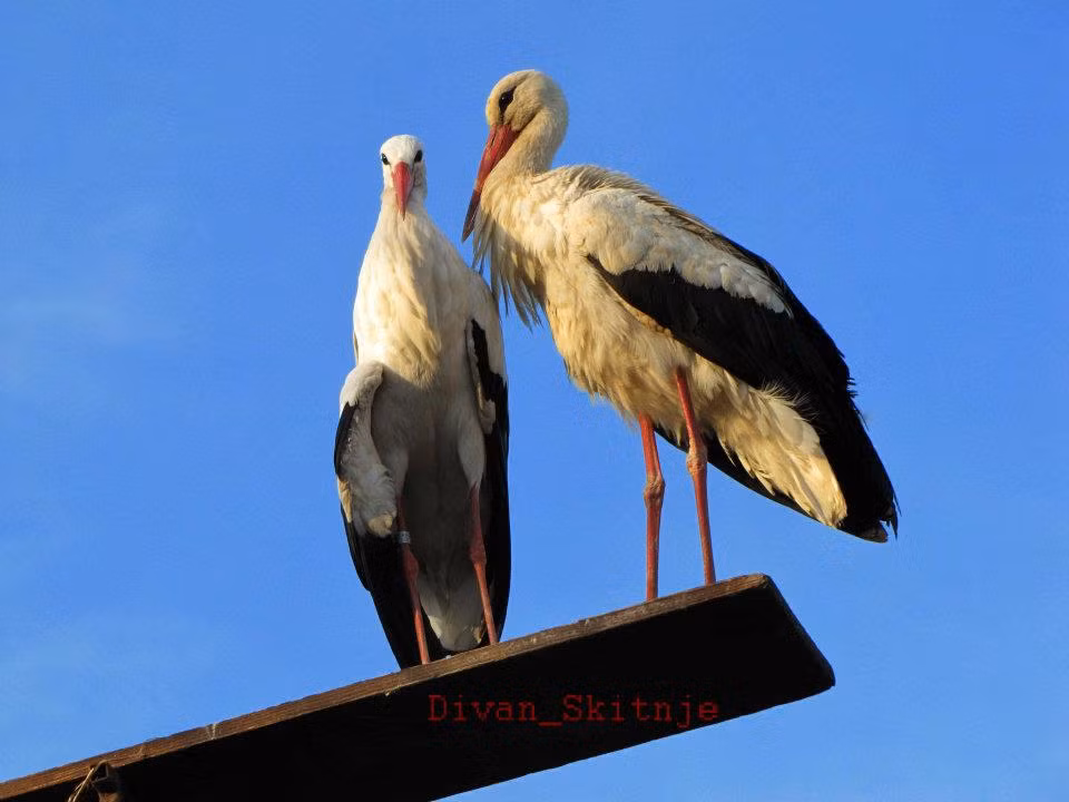 Câu chuyện tình yêu của đôi cò Kletepan và Malena khiến nhiều người cảm động. Nhiều người cho biết họ cảm thấy đây có thể xứng là câu chuyện tình yêu lãng mạn kinh điển trong thế giới động vật. Như bạn thấy, tình yêu đích thực sẽ đến vào mùa xuân. Vì vậy, nếu bạn đang cô đơn, đừng lo lắng, có lẽ "Kletepan" của bạn vẫn đang trên đường bay đến chỗ bạn mà thôi.