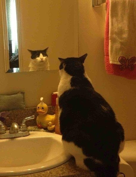 Ngạc nhiên quá độ khi phát hiện một con mèo khác "sinh sống" trong gương, mèo cưng trợn thật to mắt để nhìn.