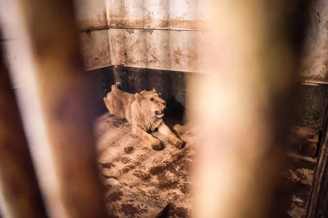 Tất cả đều ở trong tình trạng sức khỏe kém, không được điều trị đến nơi đến chốn.