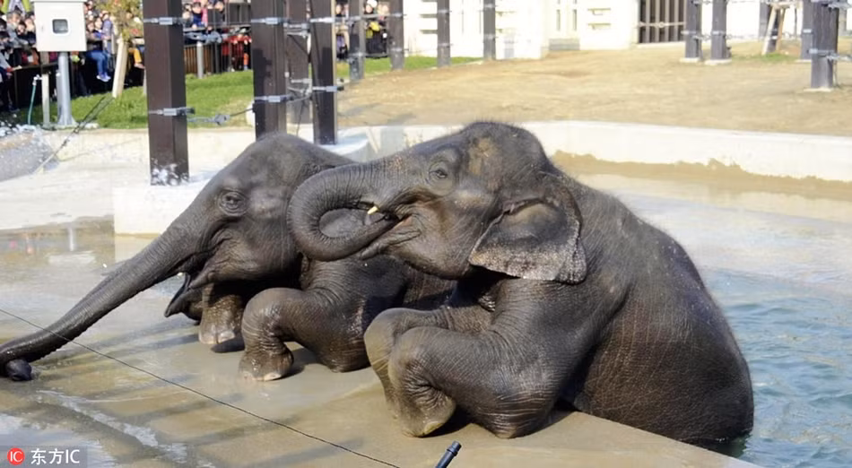 Những con voi vui vẻ tột độ khi được ngâm mình trong làn nước ấm áp.