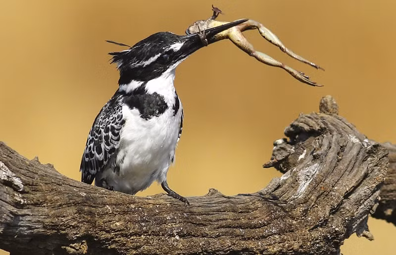 Hóa ra, con mồi mà chim bói cá theo dõi nãy giờ hoàn toàn không phải là những con cá mọi khi nó vẫn ăn.