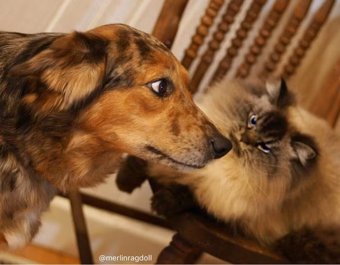 Điểm khác biệt duy nhất của Merlin với những con mèo cùng họ khác là đôi mắt biết nói của mình.