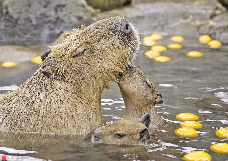 Mặc thời tiết giá lạnh, mẹ con chuột lang nước ở Nhật Bản vẫn vô tư tắm suối nước nóng.