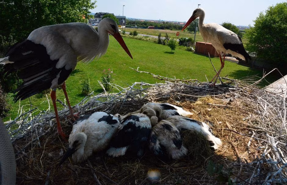 Hai vợ chồng cò có với nhau hơn 40 cò con.