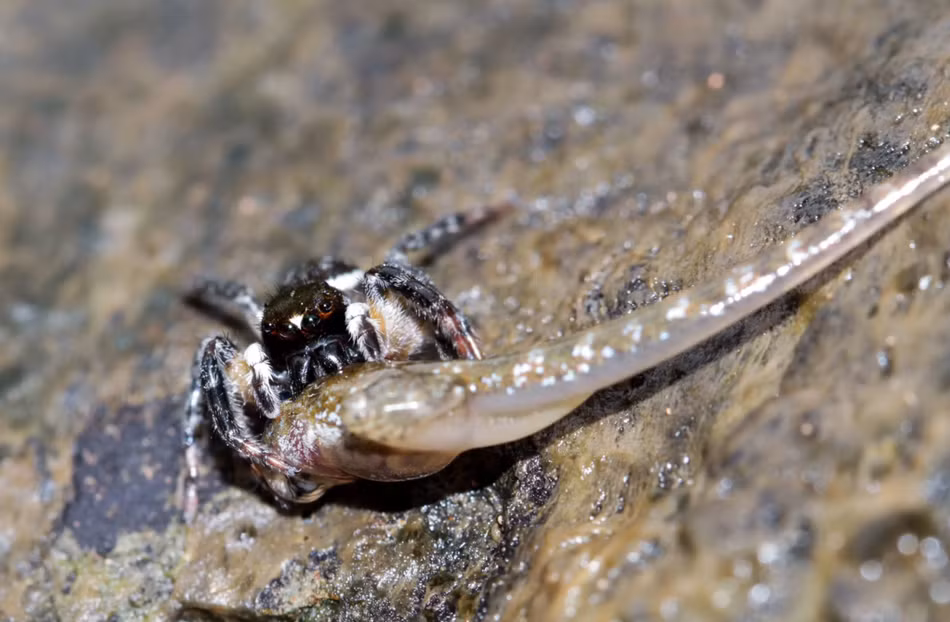 Một con nòng nọc đã phát triển đến giai đoạn mọc chân không may lọt vào tầm ngắm của nhện săn mồi.