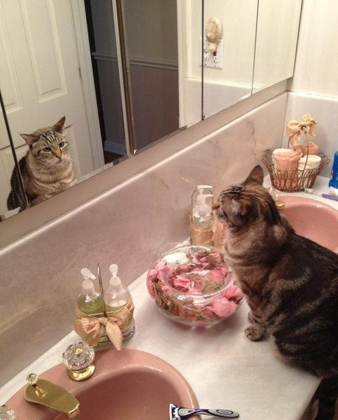 Đang cố tự thôi miên chính mình, chú mèo không thể lý giải tại sao con mèo trong gương giống mình đến thế.