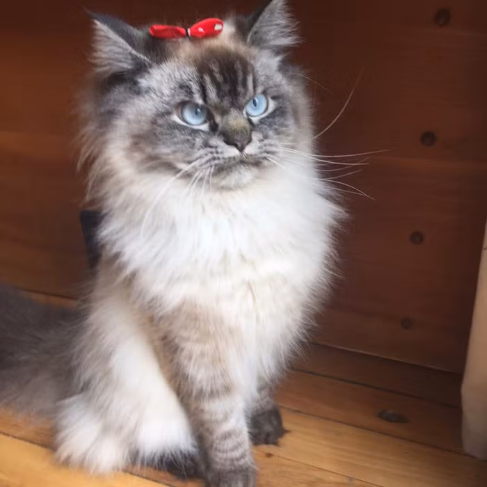 Trong ảnh là thời kỳ thơ ấu của Merlin. Ngay từ bé, chú mèo cưng đã gây chú ý bởi khuôn mặt đặc biệt của mình.