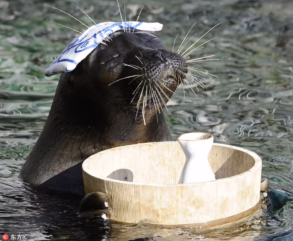 Động vật đáng yêu đang tận hưởng những ngày mùa đông giá lạnh trong làn nước ấm áp. Nó yêu mùa đông vì mùa đông có thể tắm suối nước nóng thỏa thích.