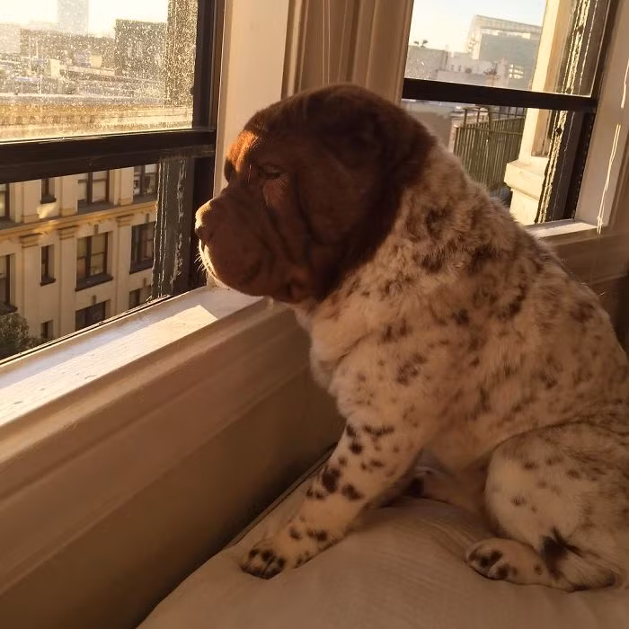 Boe đang gật gù tận hưởng những tia nắng ấm áp trong ngày đông.